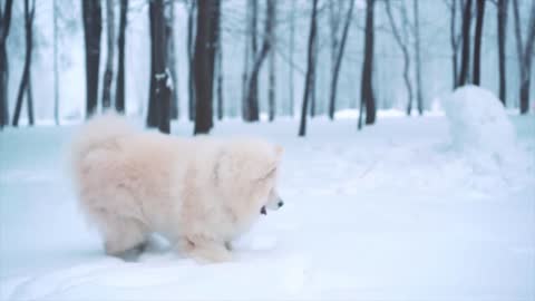 WOW Cute dog! puppy playing with the Ball so Happiest moment, Aww so cute baby
