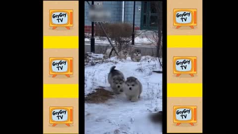 Quick Videos Of Funny And Cute Pets #16