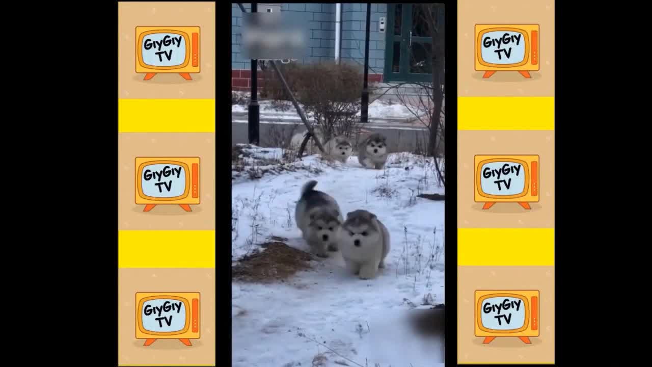 Quick Videos Of Funny And Cute Pets #16