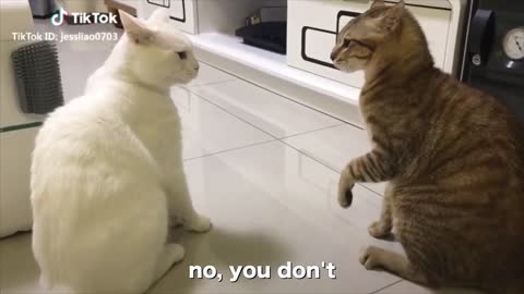 Speaking english better with this cats