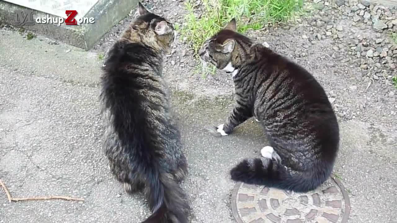 Funny Cats Arguing - Cats Talking To Each Other Compilation