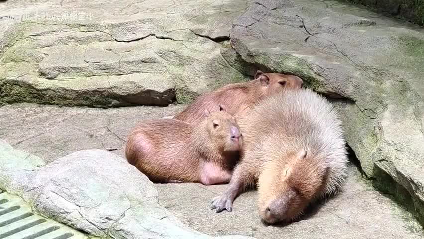 [capybara] my parents haven't hit me for three days -plucking