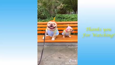 Funniest Animal Best Of 2021