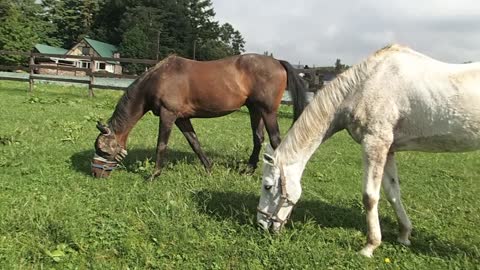 2022-9-4 Relaxed, enjoyable grazing