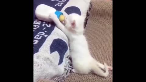 Funniest Animals-2021 Funny Animal Videos