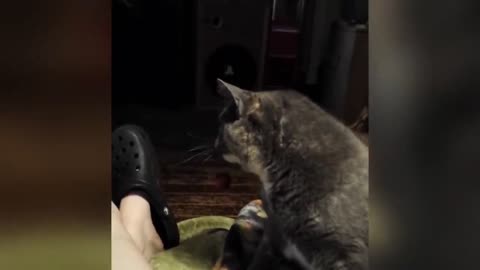 Cats doing cat's things 😆 🤣 🤣