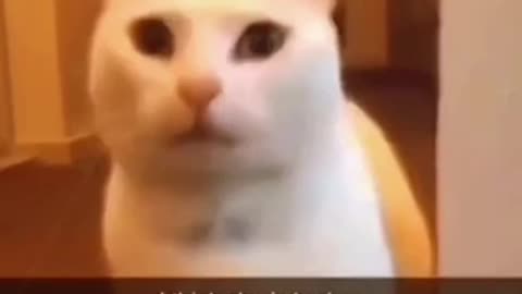 Compilations of animals 3