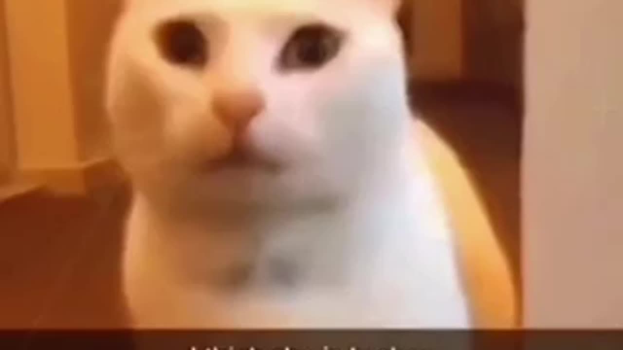 Compilations of animals 3