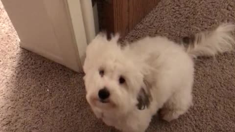 White dog getting air blown at it