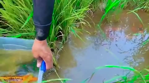 Wow Big Golden KOI fish