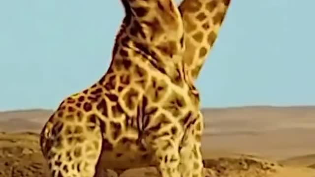 Zarafa are so smart and Tall wild animals