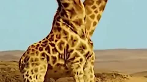 Zarafa are so smart and Tall wild animals