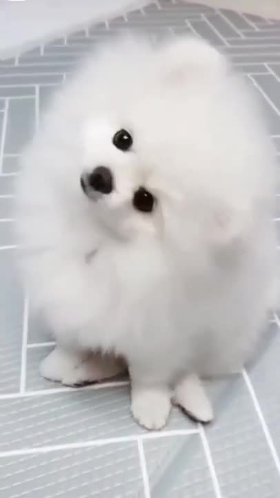 Feline The Love: Woman Circumvents Landlords ‘No Pets’ Rule By Marrying Her Cat