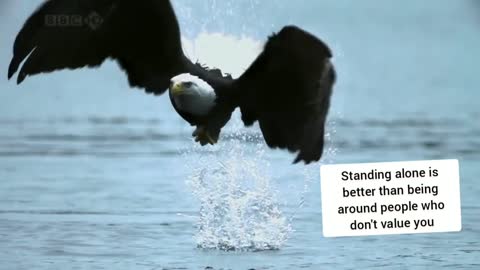 The eagle hunting started