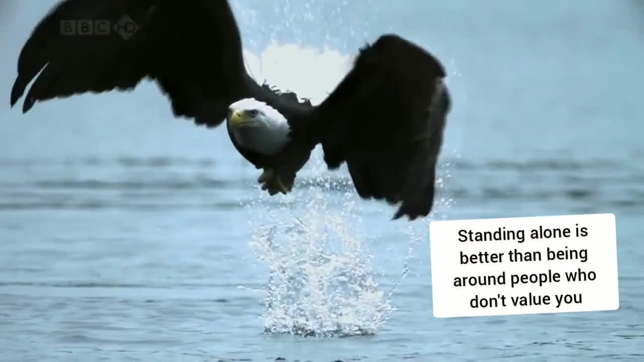 The eagle hunting started