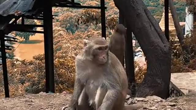 Monkey steals bananas