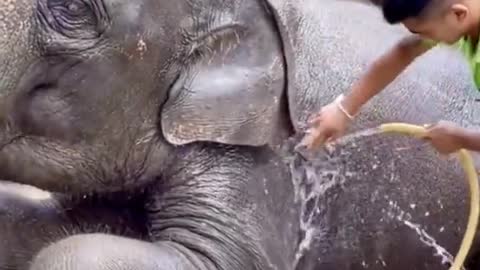 funny animals videos