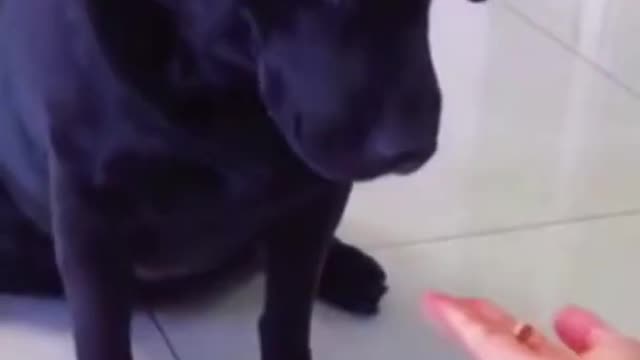 Dog fun video