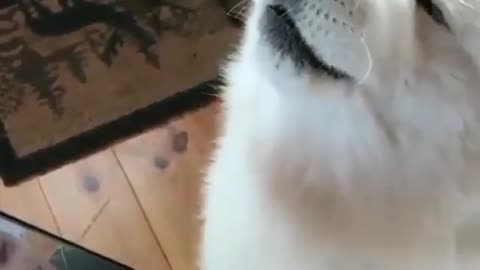 Video call with the host