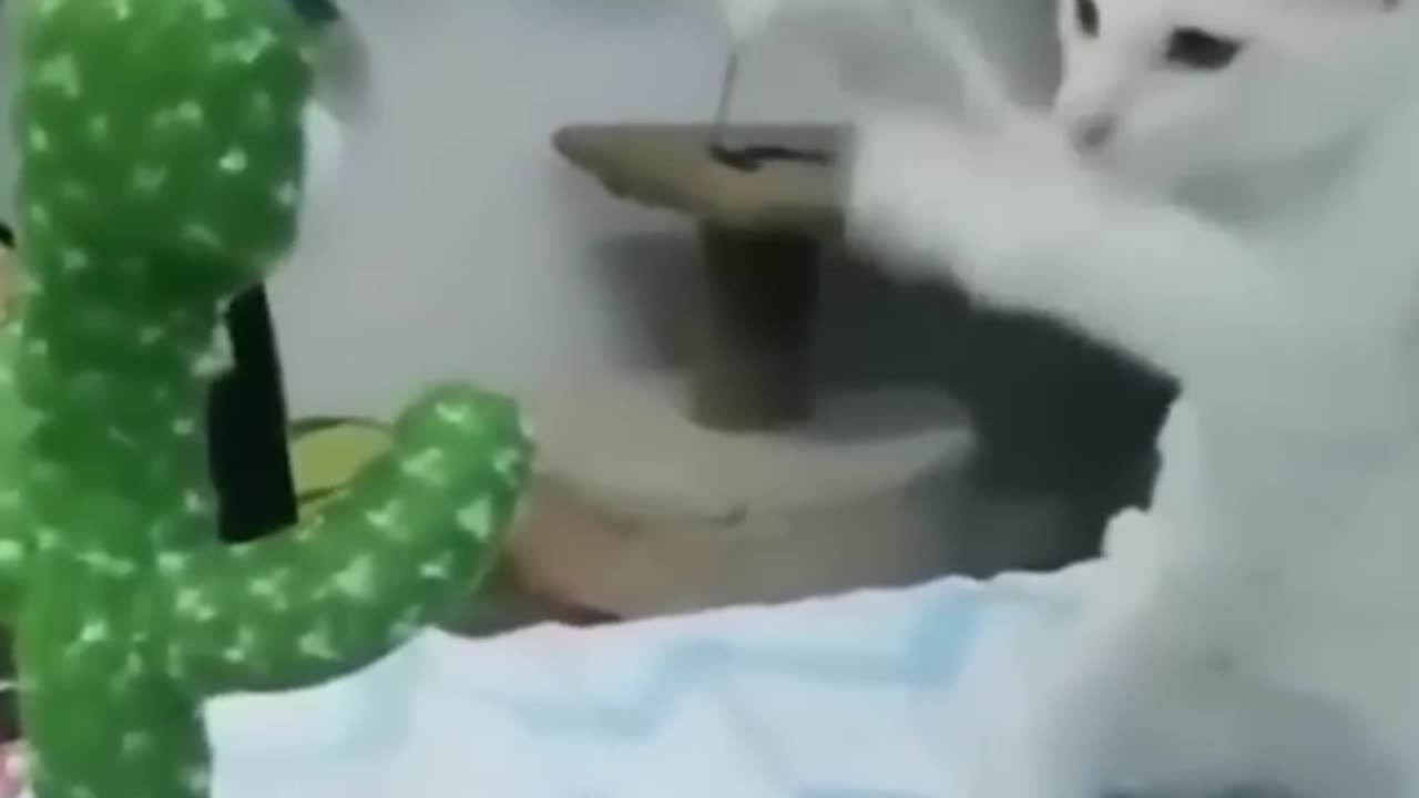 Funny Animal Videos Of The Day 😂😂 #fyp #memes #memedaily #vairal