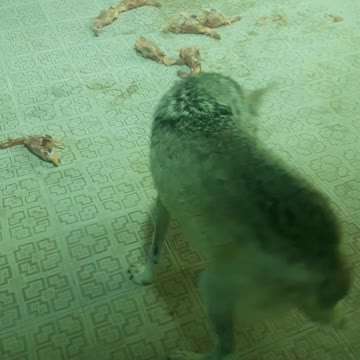 Wolves eat food in the zoo
