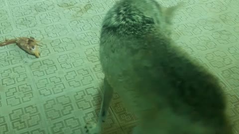 Wolves eat food in the zoo