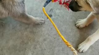 German shepherd puppies playing