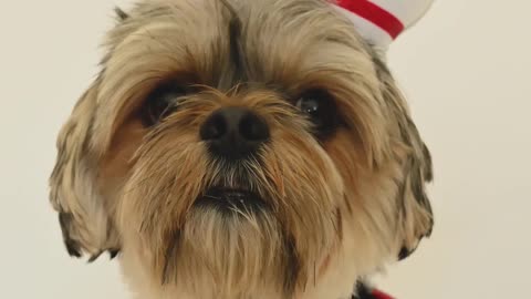 Cute Dog Custome