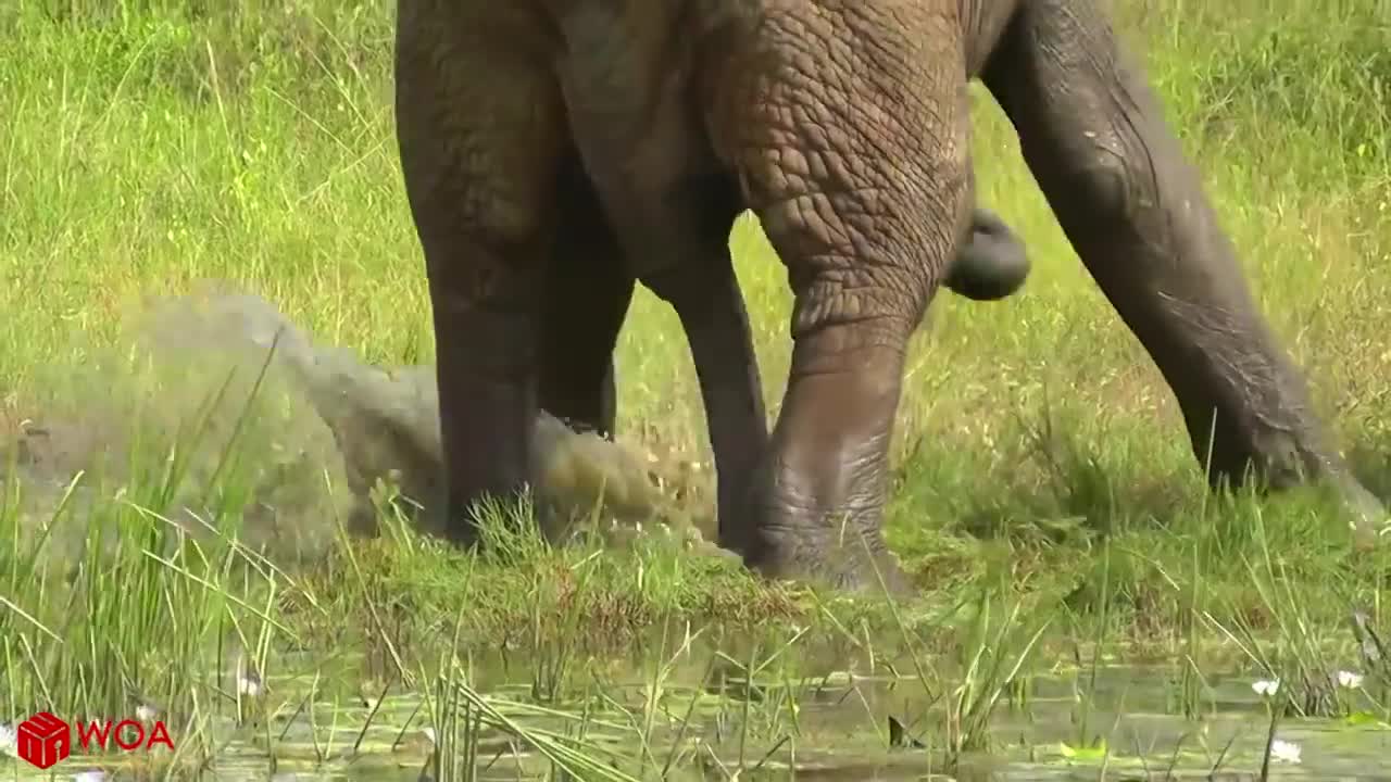 Shocking Amazing Elephant Save Baby Elephant From Crocodile Hunting | Animals Hunting Fail