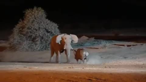elephant vs rhino