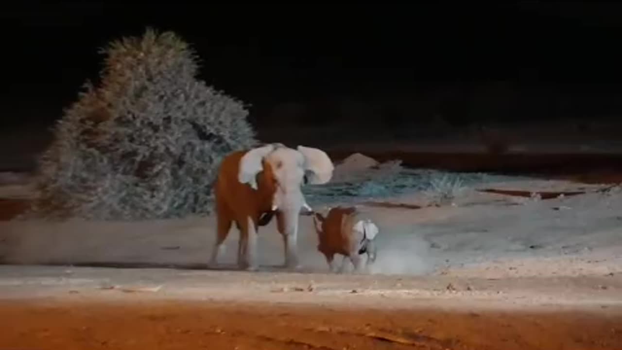 elephant vs rhino