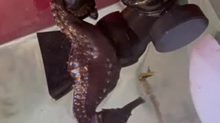 Lazy Seahorse
