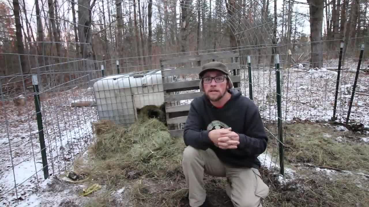 how to raise pig outside during the cold winter