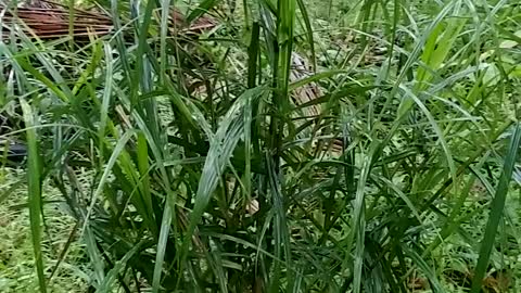 Leaf Blade