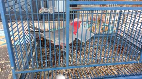 Cockatoo temper tantrum