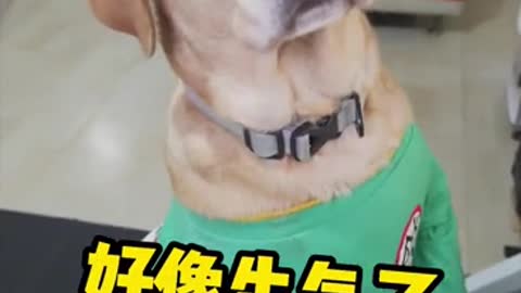 Dogs spit out when they steal food