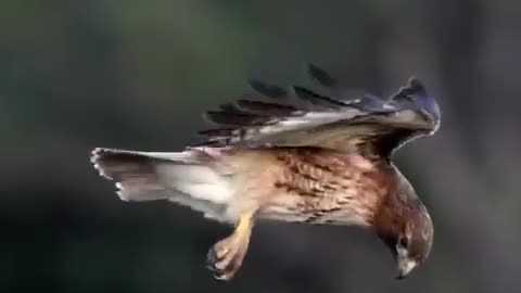 Stunning head stability of the falcon while focusing on its prey