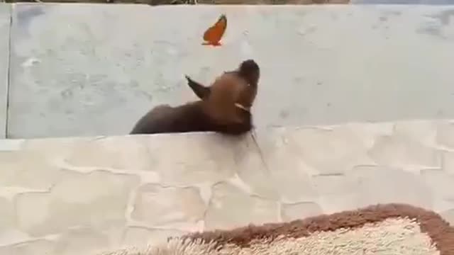 #1 Cute Video. Butterfly and Dog play rolling