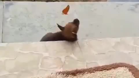 #1 Cute Video. Butterfly and Dog play rolling