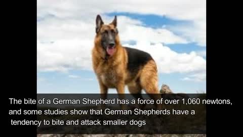 7 MOST AGGRESSIVE DOG BREEDS IN THE WORLD