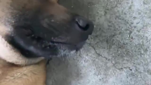 The dog was too frightened to move by its master