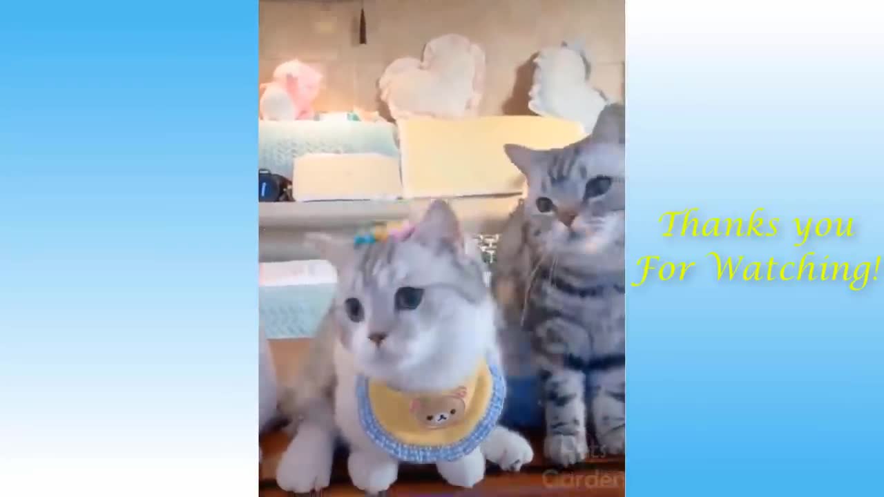 cute and funny and smart cats