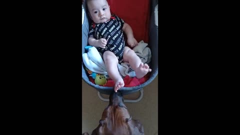 Compassionate puppy preciously comforts teething baby