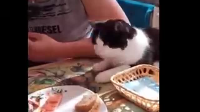 Funny cat videos
