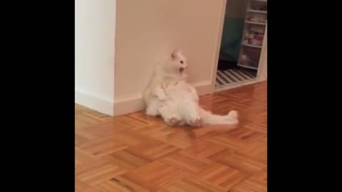 come see the cat