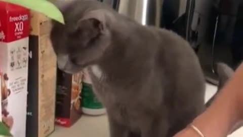 Who’s cutting onions? 😅 #Caturday