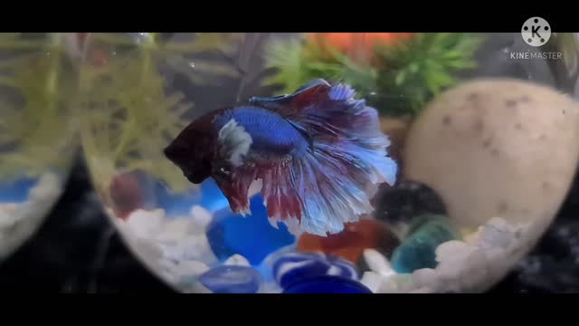 Fish ๐in a small tank