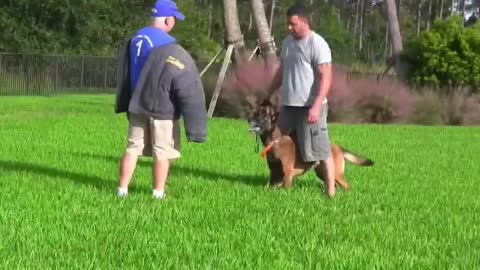How to Make Dog Become Teachable with Few Simple Tips