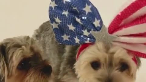 Cute Puppies|#funnypets Rumble