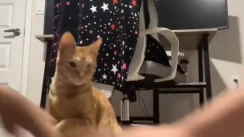 Trying The “Hands In” Trend On Our Cat
